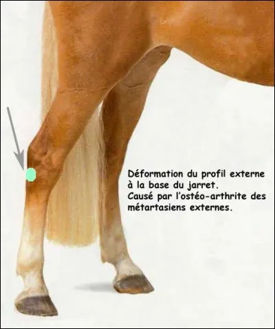 Quelle est la tare sur ce postérieur ?