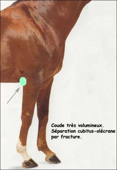 Quelle est la tare représentée sur ce membre ?