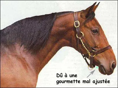 Quelle est la tare sur la tête ?