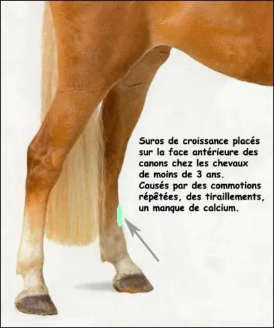 Quelle est la tare représentée sur ce membre ?