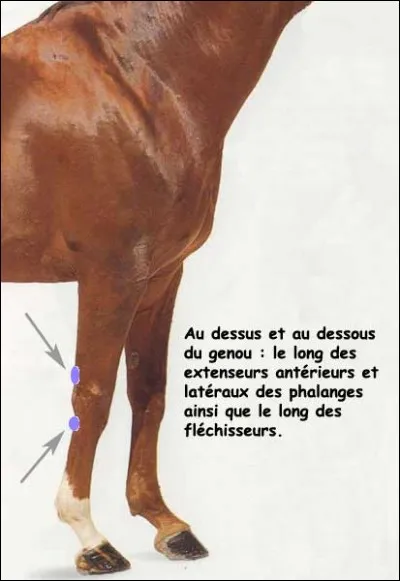 Quelle tare est représentée ?