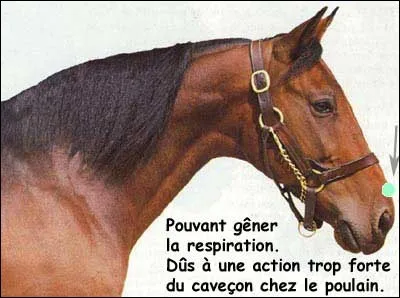 Quelle est la tare sur la tête ?