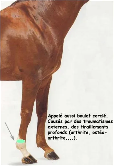 Quelle tare est représentée ?