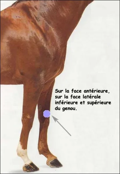 Quelle est cette tare ?