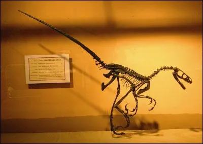Quand vivait Saurornitholestes ?
Précision avec étage stratigraphique.