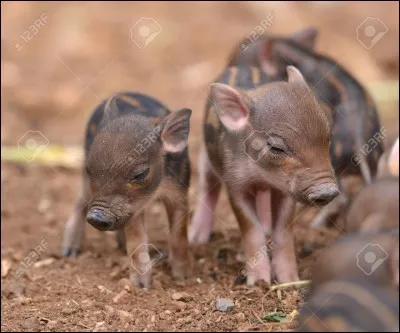 Le bébé du sanglier est appelé :