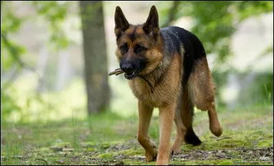 Quelle est cette race de chien ?