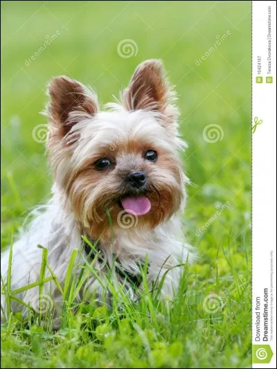 Quelle est cette race de chien ?