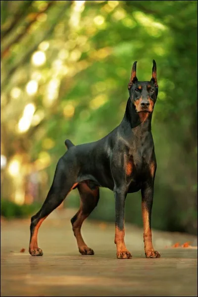 Quel chien ressemble le plus au dobermann ?