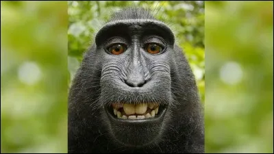 Ton animal préféré est :