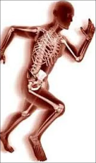 Sciences  Un intrus se trouve parmi ces os du corps humain, cochez-le. (nouvelle nomenclature de 1998)