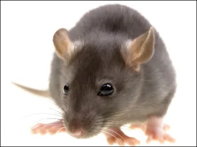 Le rat est-il propre ?