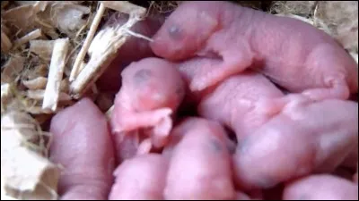 Combien y a-t-il en moyenne de souriceaux par portée ?