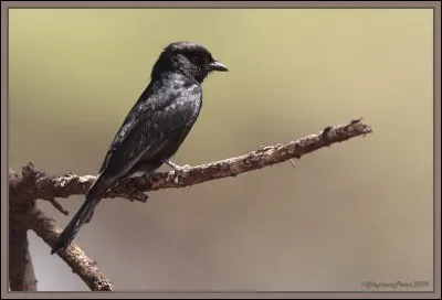 Comment se nomme ce passereau ?