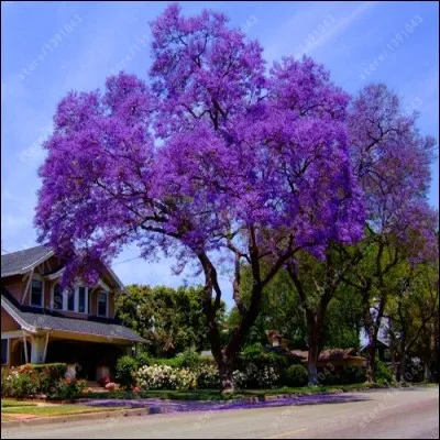 De son vrai nom, il se nomme jacaranda, quel est cet arbre tropical ?