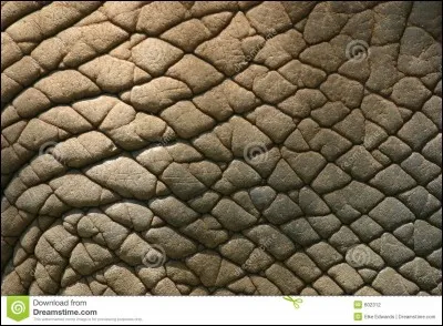 À qui appartient cette peau d'animal ?