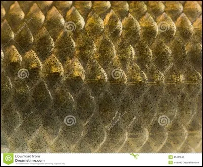 À qui appartient cette peau d'animal ?