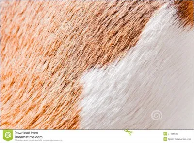 À qui appartient cette peau d'animal ?