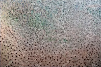 À qui appartient cette peau ?