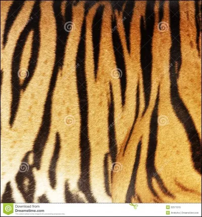 À qui appartient cette peau ?