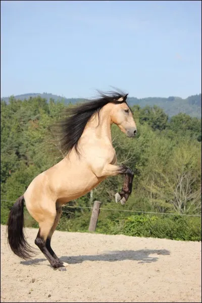 Quelle est la robe de ce cheval ?