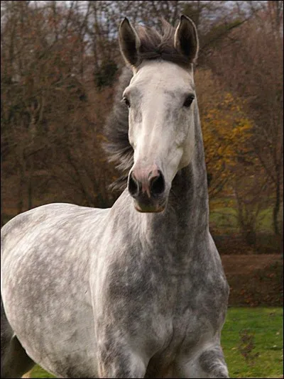 Quelle est la robe de ce cheval ?
