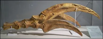 Quelle taille pouvait atteindre une griffe de Therizinosaurus ?