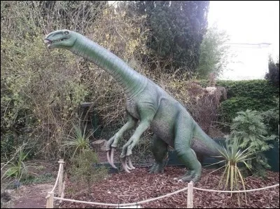 Pourquoi le Therizinosaurus possédait-il un long cou ?