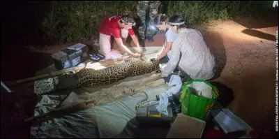 Sachant que l'action se passe en Amazonie, quel est ce félin ?