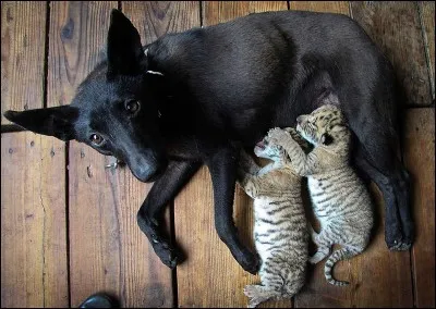 Quels bébés allaite la chienne ?