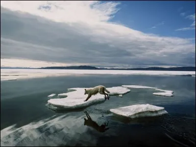 Cet animal joue les équilibristes sur les blocs de glace, qui est-il ?
