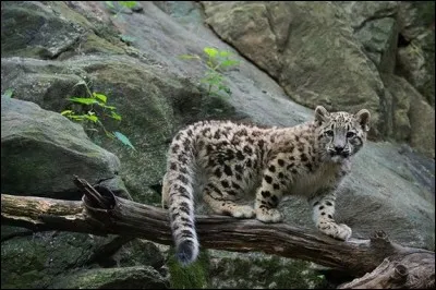 Identifie l'animal de la photo !