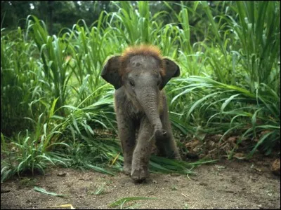 Regarde bien ce bébé éléphant, et trouve sur quel continent il vit !