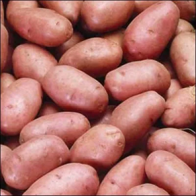R - La pomme de terre "Rosabelle" a une chair rose.