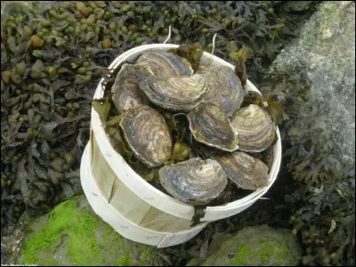 Dégustez la célèbre huître plate de Riec-sur-Bélon, commune bretonne de l'arrondissement de Quimper, dans le département...