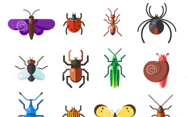 Quiz Insectes