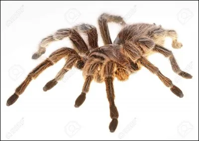 L'animal que tu détestes est...