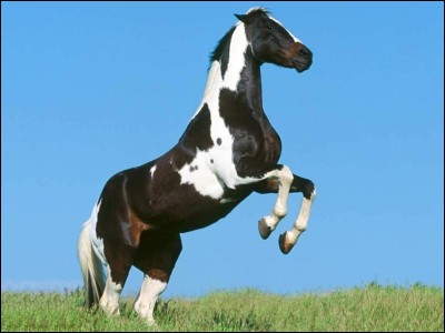 Un cheval ayant des taches de deux couleurs se nomme :