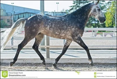 Robe présentant des zones claires bordées de foncé. 
De quelle robe s'agit-il ?