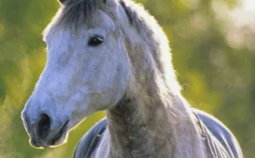 Quiz Galop 1