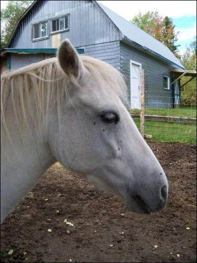 Que signifie un cheval qui a les oreilles couchées en arrière ?