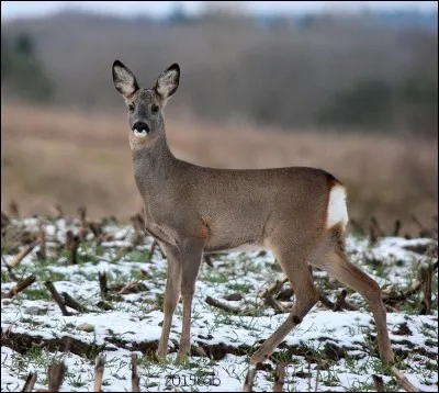 Tu ne crois pas si bien dire.
