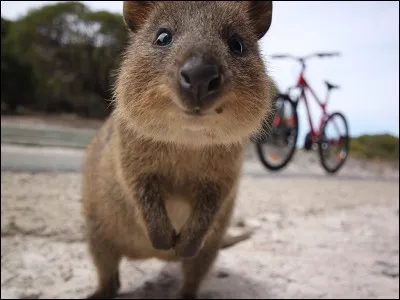 Il est heureux, non ?