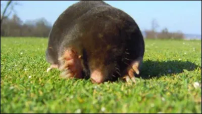 C'est un animal presque aveugle.