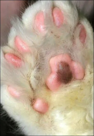 Attention je suis très dure à trouver ! Je suis polydactyle et j'ai les yeux ambrés. Essayez de me trouver !