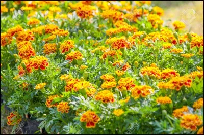 J'ai été attiré par mes excréments déposé autour des plants de soucis, j'ai essayé d'attaquer deux apprentis, mais une chatte sombre m'a fait peur. Qui suis-je?