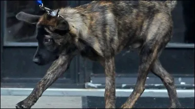 Combien a-t-elle de chiens ?