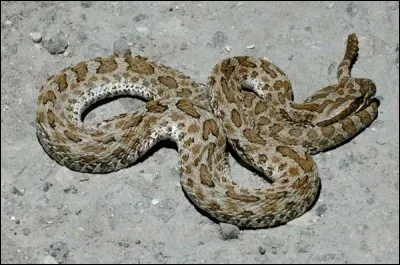 Quel est cet animal ?