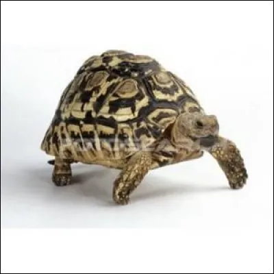 Quel est cet animal ?