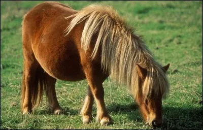 Quel est cet animal ?